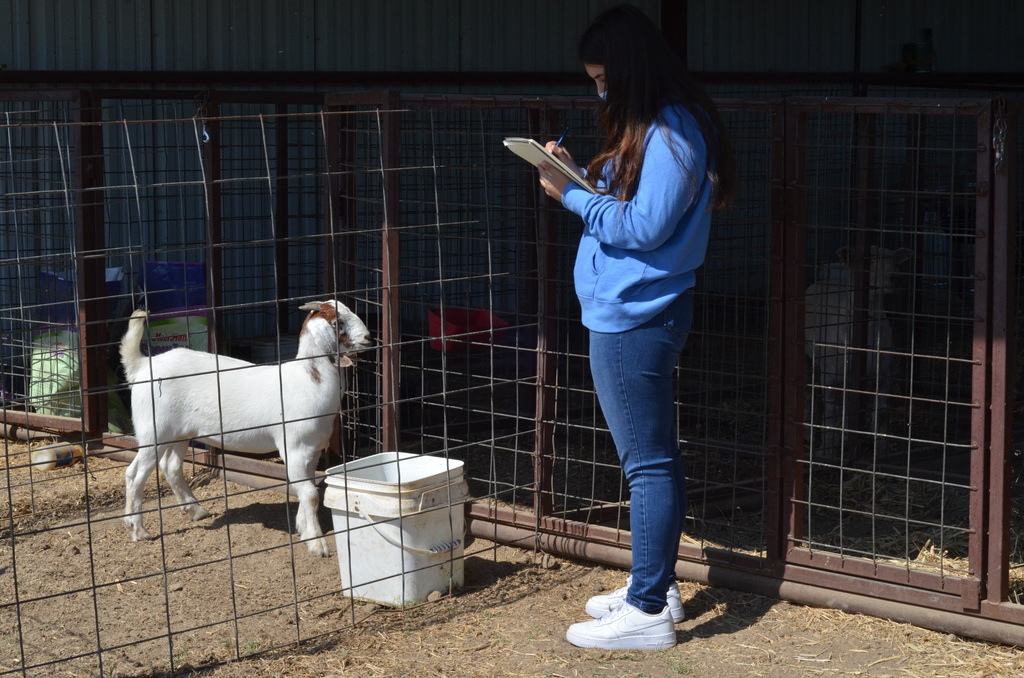 This goat practically posed for Bela